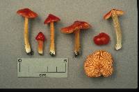 Hygrocybe cuspidata image