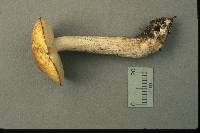 Leccinum luteum image