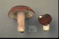 Russula brunneola image