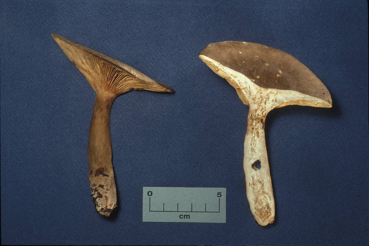 Lactarius fumosoides image
