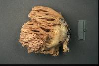 Ramaria roseola image