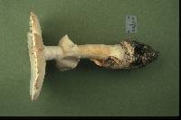 Amanita magnivelaris image