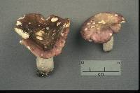 Russula cyanoxantha image