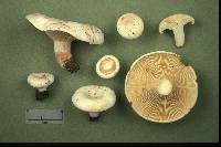 Lactarius subvellereus image