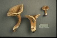 Lactarius fumosus image