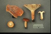 Lactarius hygrophoroides image