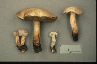 Boletus inedulis image