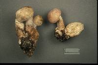 Hypomyces melanocarpus image