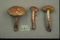 Boletus chrysenteron image