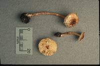 Lepiota acerina image