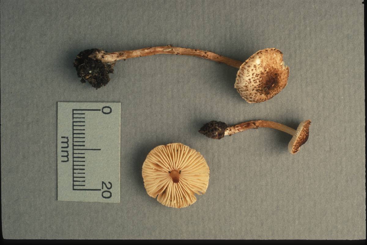 Lepiota acerina image