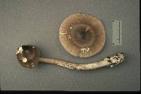 Image of Amanita magna