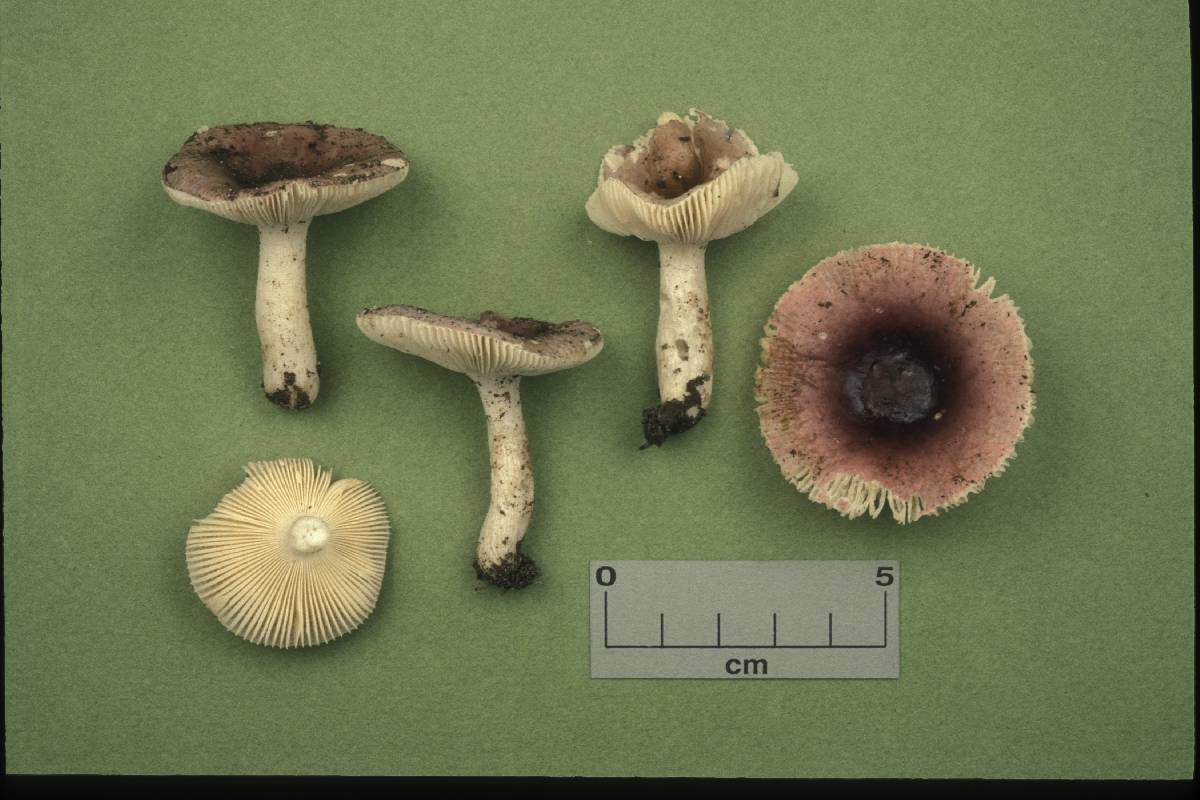 Russula cristulispora image