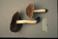 Psathyrella larga image