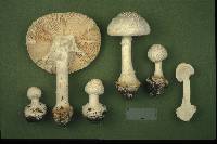 Amanita abrupta image