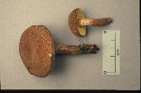 Boletellus chrysenteroides image