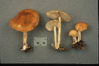 Marasmius strictipes image