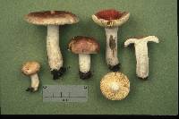 Russula rubescens image