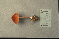 Marasmius sullivantii image