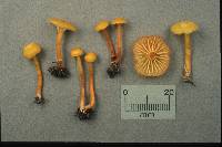 Hygrocybe parvula image