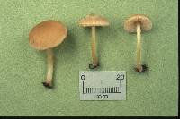 Pluteus plautus image