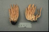 Clavaria rubicundula image