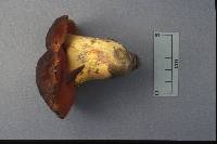 Boletus subluridellus image
