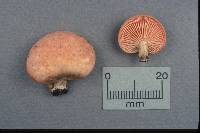 Rhodotus palmatus image