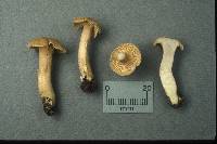 Cantharellus appalachiensis image