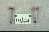 Entoloma roseum image