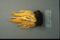 Clavulinopsis fusiformis image