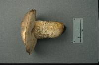 Retiboletus griseus image