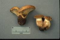 Tapinella atrotomentosa image