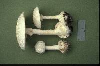 Amanita abrupta image