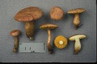 Aureoboletus innixus image