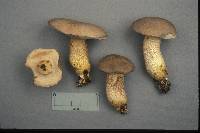 Retiboletus griseus image