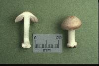 Inocybe fibrosoides image