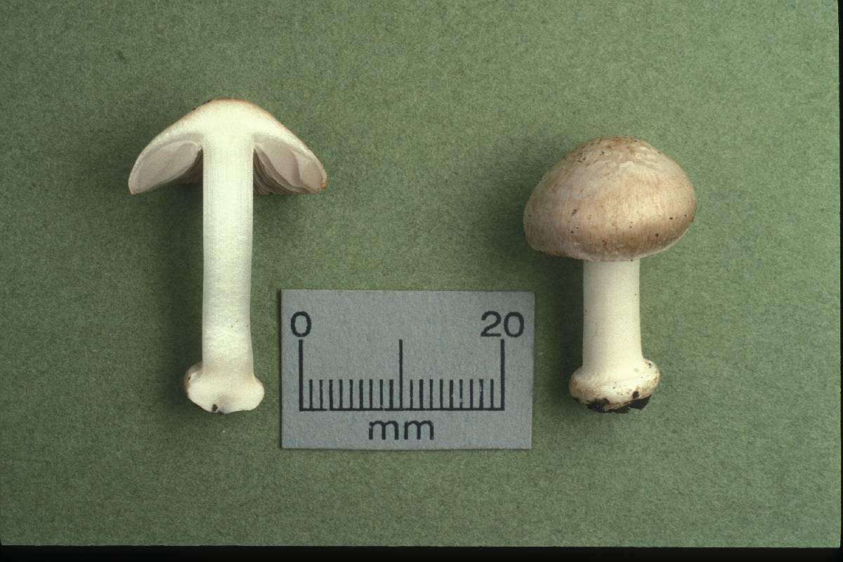 Inocybe fibrosoides image