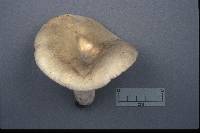 Russula aeruginea image