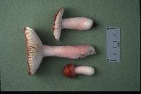 Russula peckii image