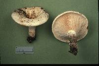 Lactarius controversus image