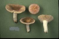 Russula crustosa image