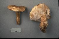 Tylopilus appalachiensis image