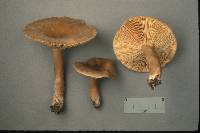 Lactarius fumosus image