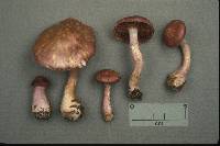 Cortinarius iodes image