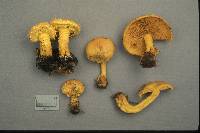 Pholiota flammans image