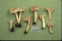 Cantharellus ignicolor image