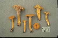 Cantharellus ignicolor image