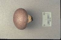 Lycoperdon molle image
