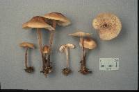 Gymnopus confluens image